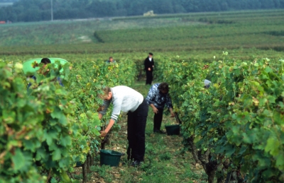 Stop ai dazi tra USA e Unione Europea: «Un&#039;opportunità per l&#039;agricoltura veneta e per il settore vinicolo in particolare»