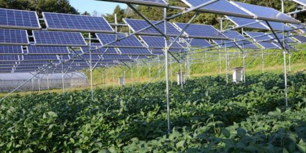 Fotovoltaico: ok in agricoltura ma senza sottrarre suolo e in armonia con paesaggio
