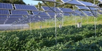Fotovoltaico: ok in agricoltura ma senza sottrarre suolo e in armonia con paesaggio