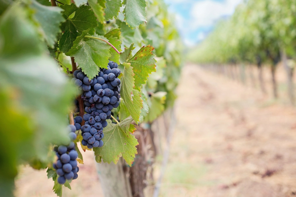 Viticolo : Apertura bando alle imprese viticole colpite dalla Flavescenza Dorata 2023