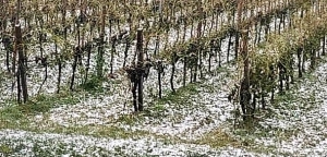 Nubifragio, conseguenze per la vendemmia