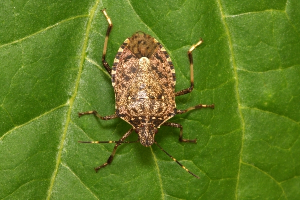 Cimice asiatica, ristori per 32 milioni di euro agli agricoltori veneti