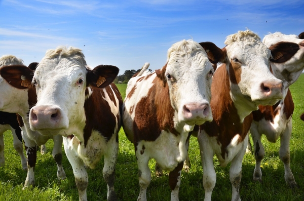 Allevamenti bovini e transizione ecologica