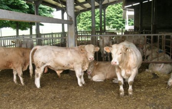 Costituita l&#039;Associazione &quot;O.I. Carni Bovine - OICB&quot;