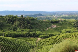 Colline del Prosecco, un premio alla sostenibilità