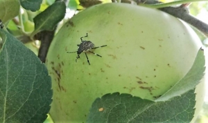 Cimice asiatica, passi avanti ma insufficienti