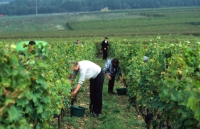 Stop ai dazi tra USA e Unione Europea: «Un'opportunità per l'agricoltura veneta e per il settore vinicolo in particolare»
