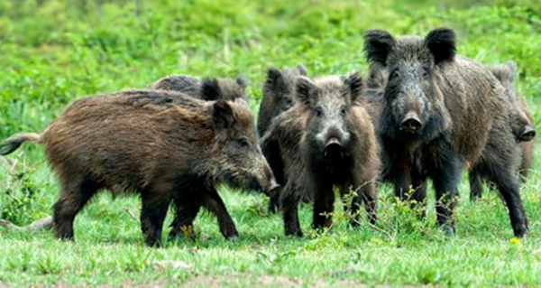 Fauna Selvatica, presidio in Regione