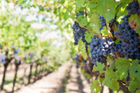 Vitivinicolo : apertura domande ristrutturazione vitivinicola anno  2024