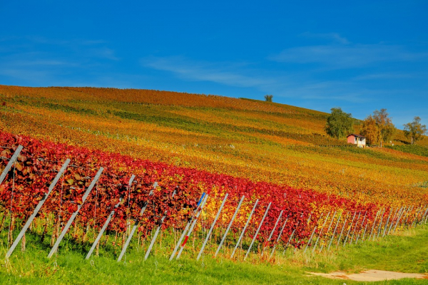 Vitivinicolo : Apertura bando per la misura ristrutturazione e riconversione dei vigneti annualità 2023/2024