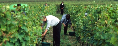 Vitivinicolo: Autorizzazioni nuovo impianto di viti per uva da vino – procedura assegnazione 2018.