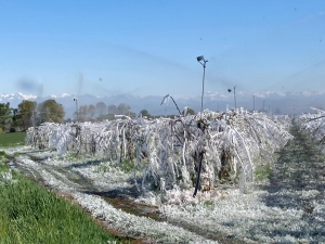 Gelata notturna, collassati vigneti Prosecco. Danni anche ai frutteti e alle coltivazioni orticole